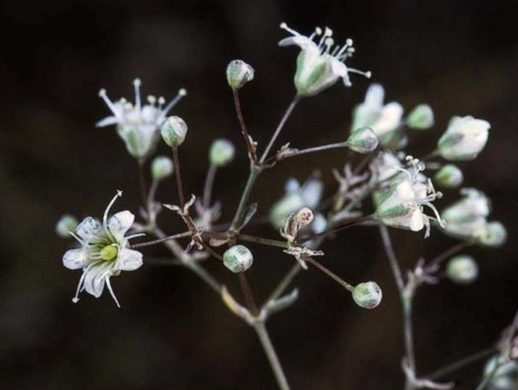 Gypsophila paniculata Profile California Invasive Plant Council
