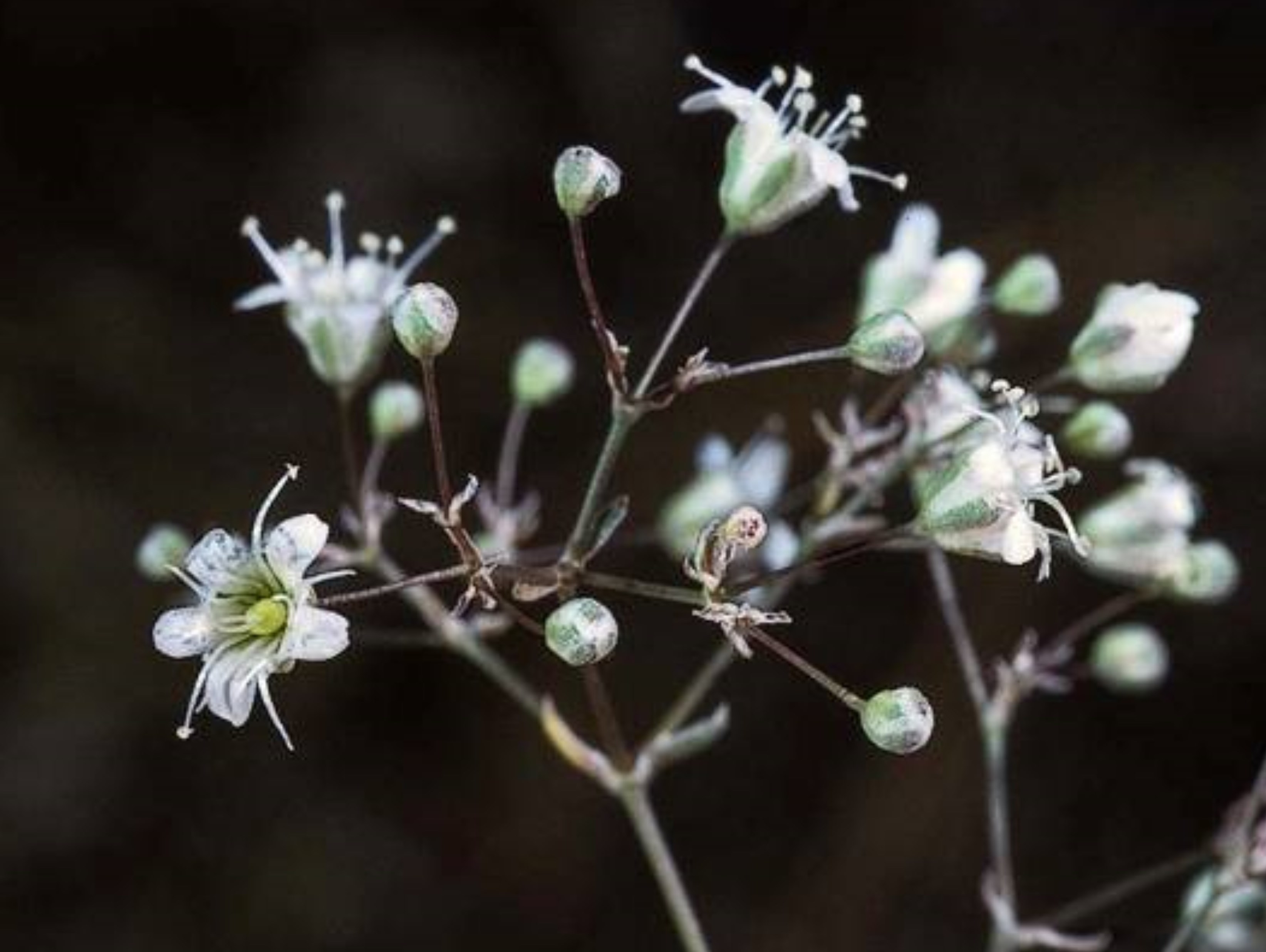 gypsophila paniculata profile – california invasive plant council