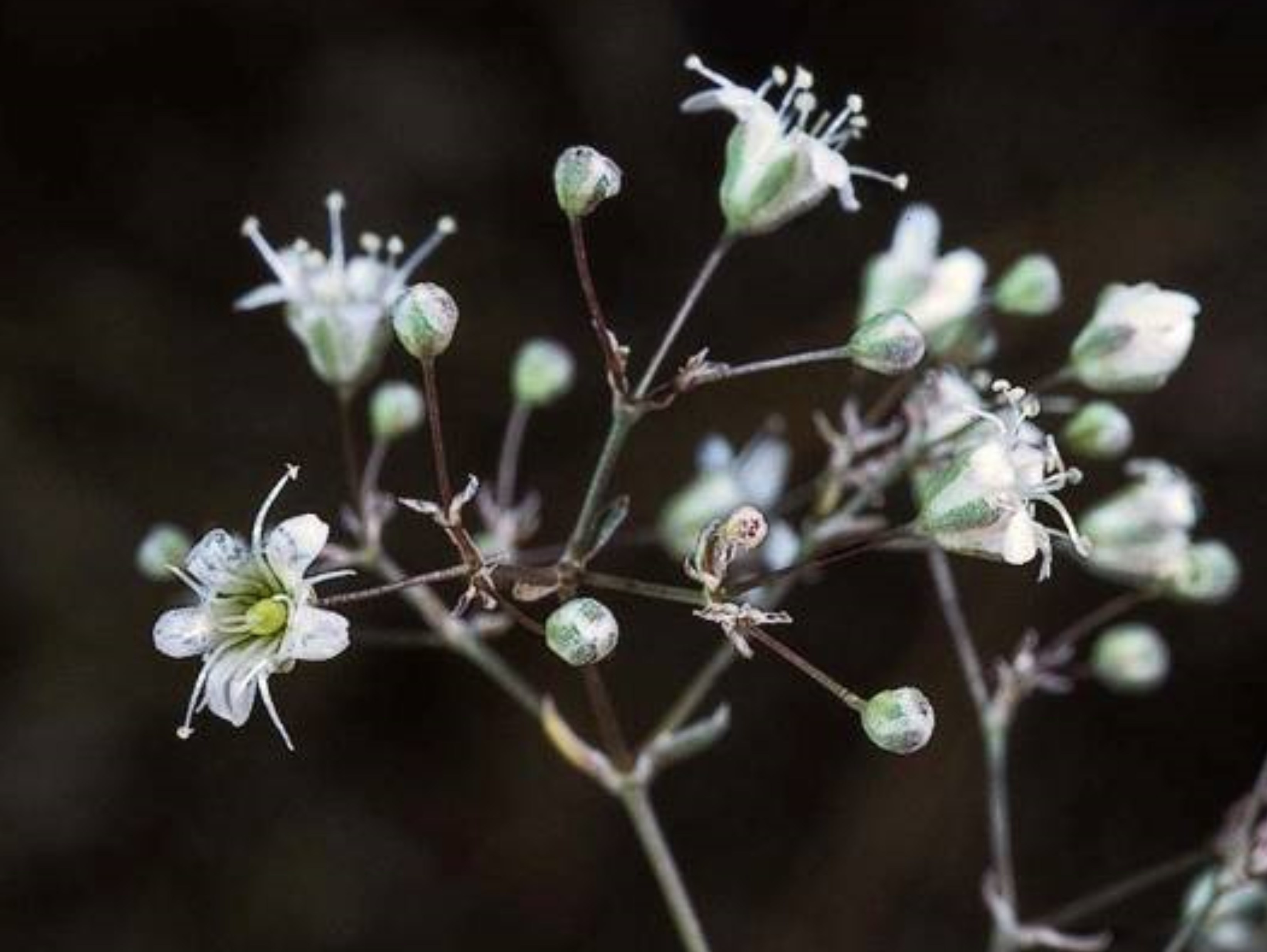 Baby's breath, Description, Species, & Facts