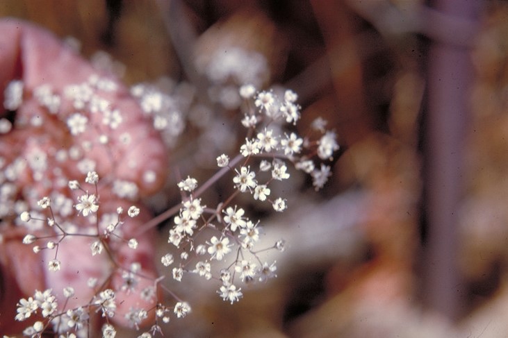 Baby's Breath: A Profile of a Perennial Flower