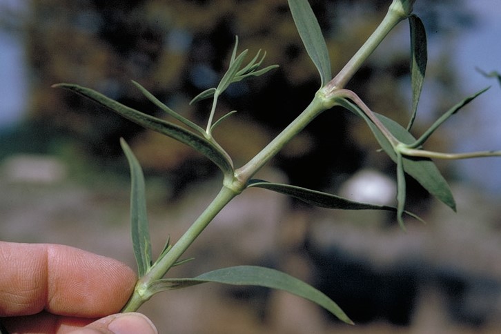 Gypsophila (Baby's Breath), Flower Growing Information