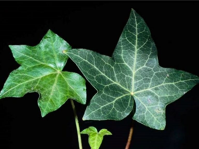 Hedera helix Profile – California Invasive Plant Council