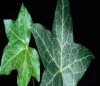 Hedera_helix_JDiTomaso.jpg