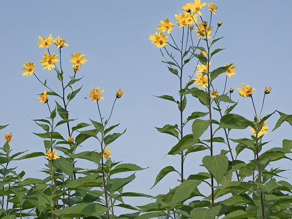 Helianthus tuberosus_Nick Kurzenko