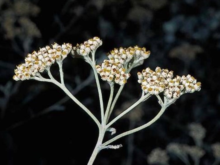 Helichrysum petiolare_licorice plant_JM DiTomaso_cropped