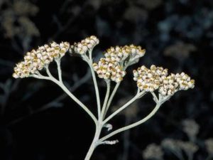 Helichrysum petiolare_licoriceplant_JM DiTomaso