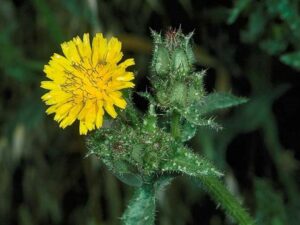 Helminthotheca echioides_bristly oxtongue_JK Clark_cropped