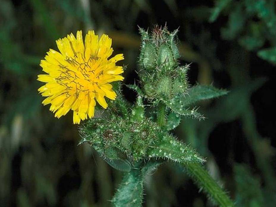 Helminthotheca echioides_bristly oxtongue_JK Clark_cropped