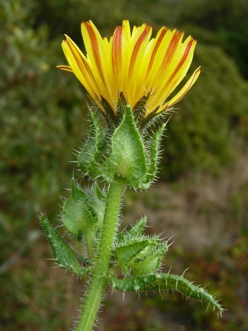 Helminthotheca echioides_flower head (side view)_copyright 2007_NealKramer