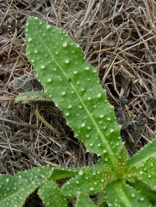 Helminthotheca echioides_leaves (rosette)_copyright 2007_NealKramer