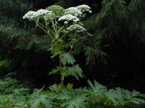 Heracleum mantegazzianum_Fritz Geller-Grimm Wikimedia