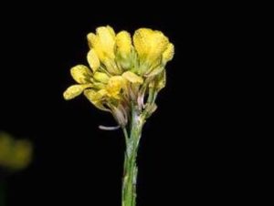 Hirschfeldia incana_shortpod mustard_flower_ M JM DiTomaso