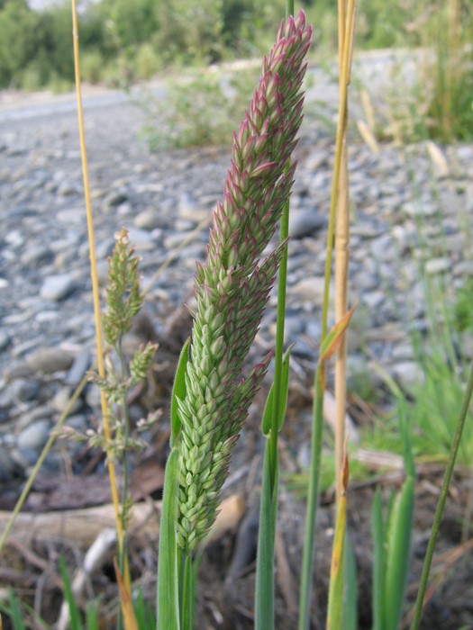 Holcus lanatus_common velvet grass_Trent Draper_cropped