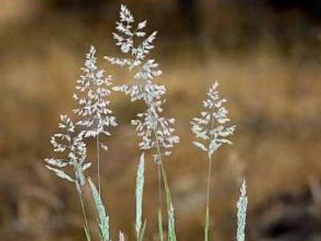 Holcus lanatus_velvetgrass_ JM Di Tomaso