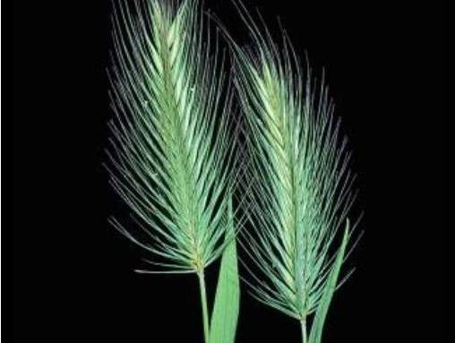 Hordeum marinum_Mediterranean barley_ JM Di Tomaso