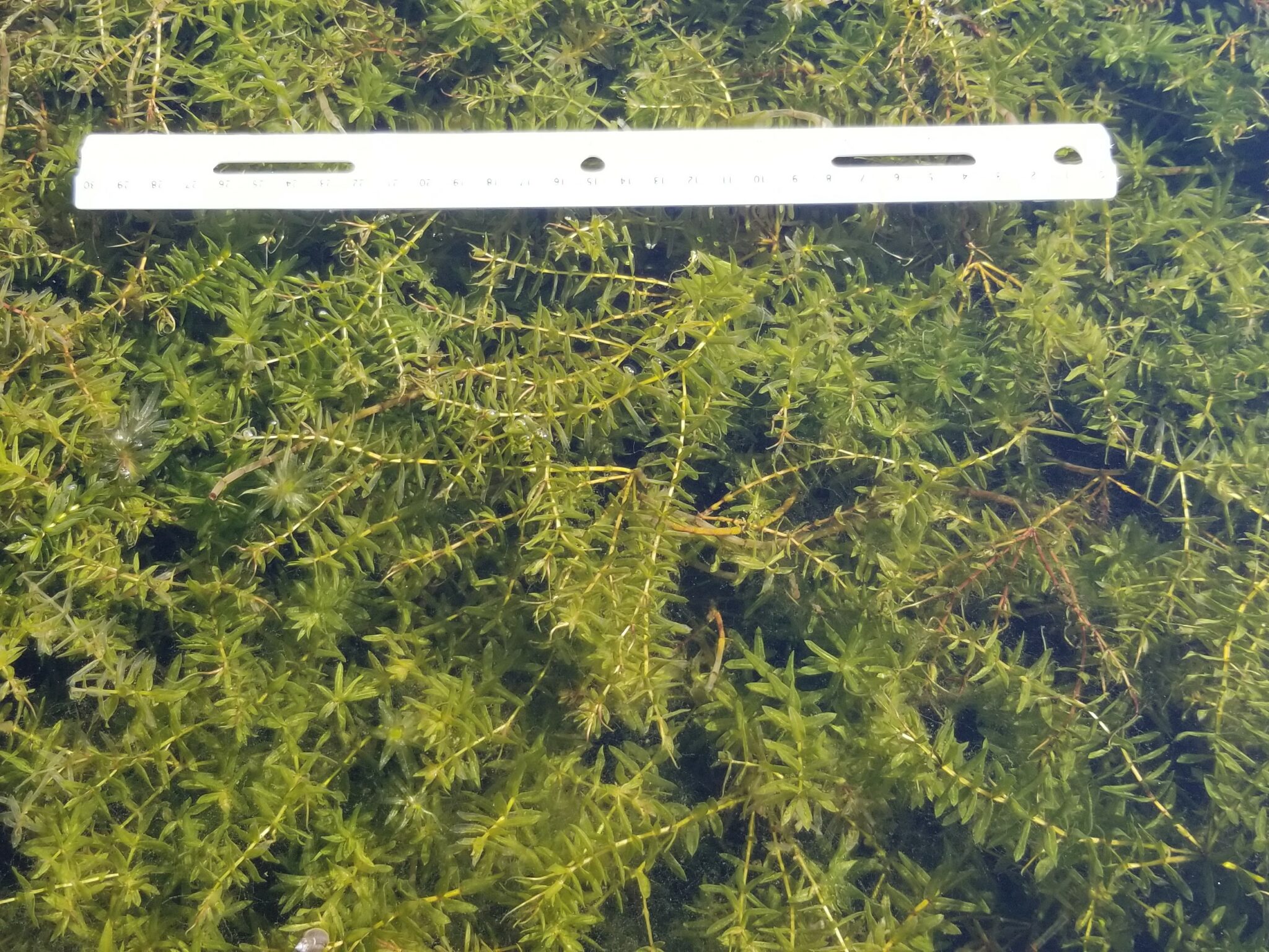 Hydrilla verticillata Profile California Invasive Plant Council