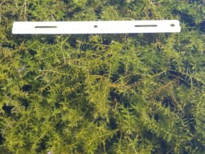 Hydrilla verticillata_Hydrilla_John Madsen_cropped