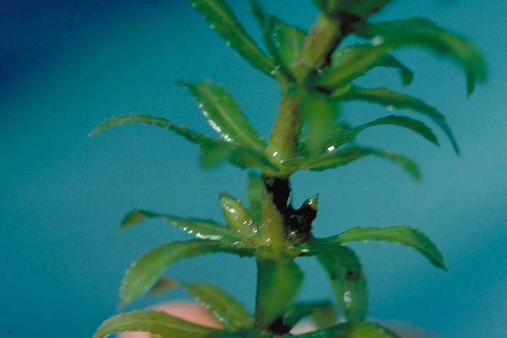 Hydrilla verticillata_leaves, stems, and reproductive buds_copyright2001_DeanKelch(CDFA)