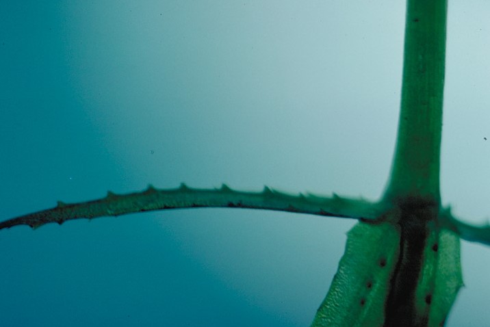 Hydrilla verticillata_leaves with saw-tooth edge_copyright2001_DeanKelch(CDFA)