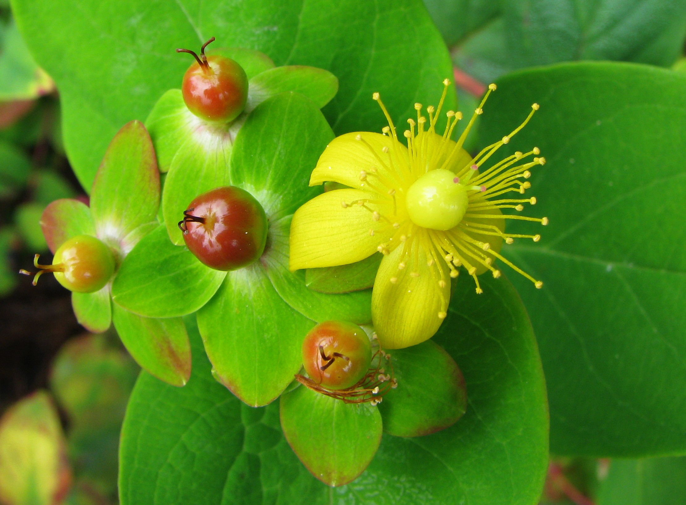 Плоды зверобоя. Зверобой (Hypericum). Hypericum androsaemum. Гиперикум кустарник. Зверобой двубратственный.