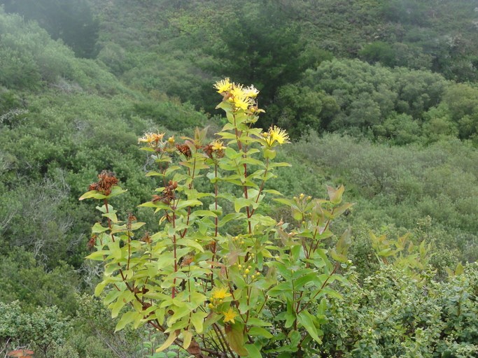 Hypericum grandifolium_growth habit_EricWrubel
