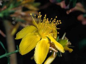 Hypericum perforatum_common St. Johnswort_flower_JM DiTomaso