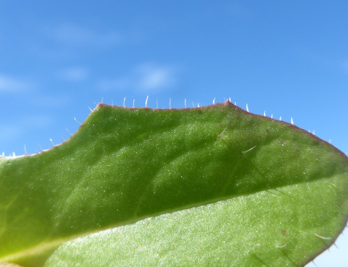 Hypochaeris glabra_leaf (close-up)_ZoyaAkulova