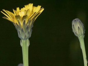 Hypochaeris radicata_common catsear_flower_JM DiTomaso