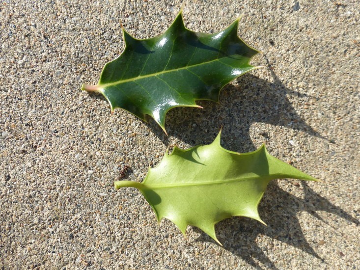 Ilex aquifolium_leaf(ab- and adaxial side)_ZoyaAkulova