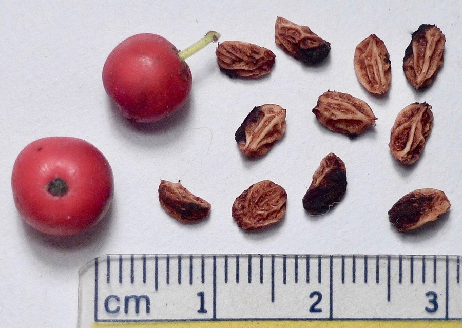 Ilex aquifolium_seed and fruit_JeanPawek