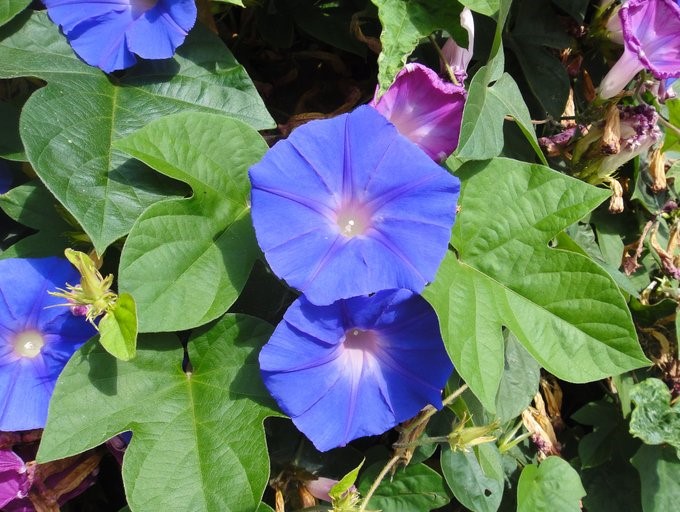 Ipomoea indica_flowers and leaves_copyright 2012_NealKramer
