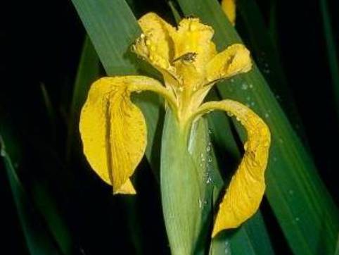 Iris pseudacorus_yellowflag iris flower_ JM Di Tomaso