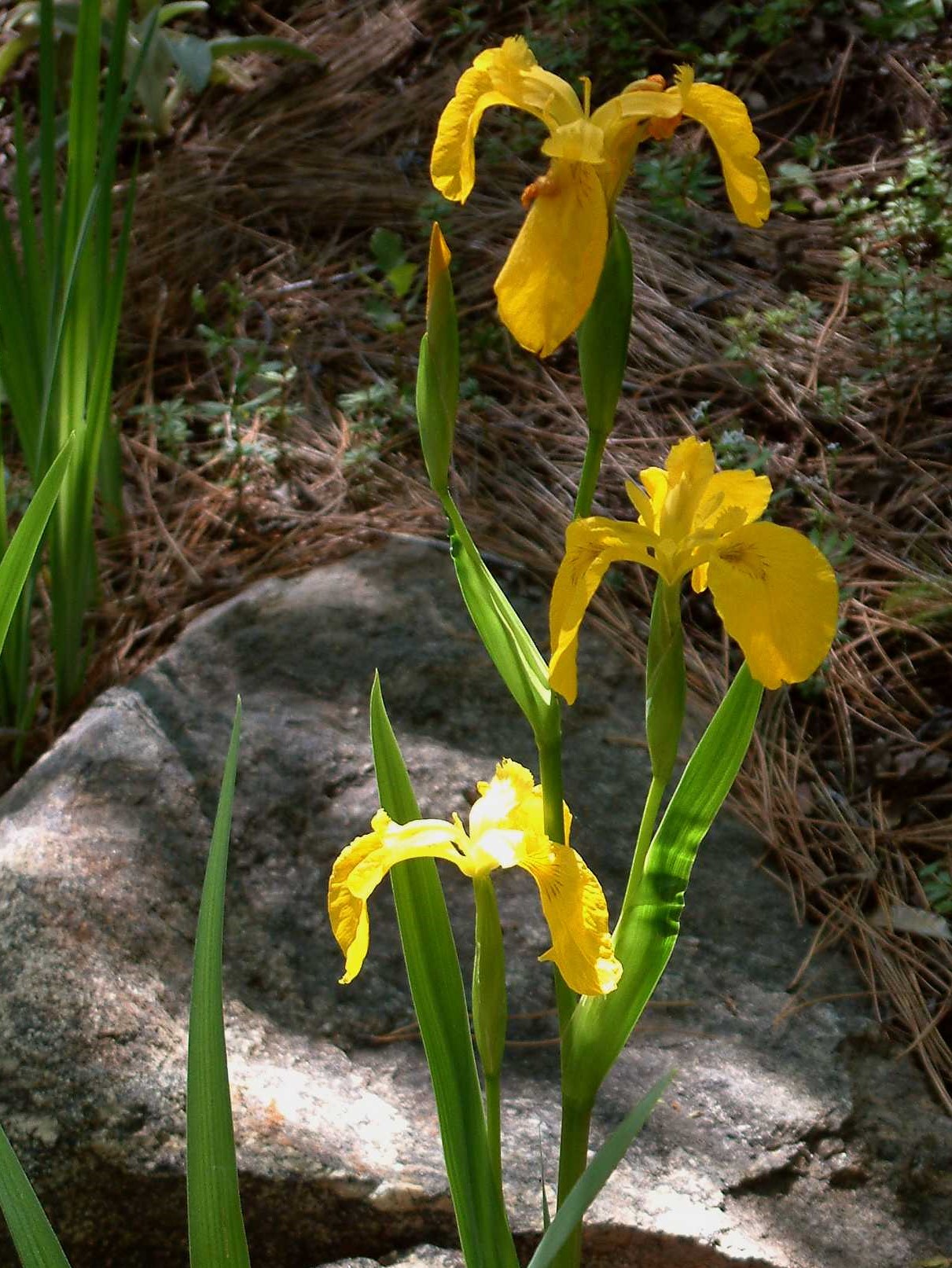 Iris pseudacorus_yellowflag iris flowers_BobCase_cropped