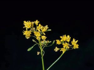 Isatis tinctoria_Dyers woad_JM DiTomaso