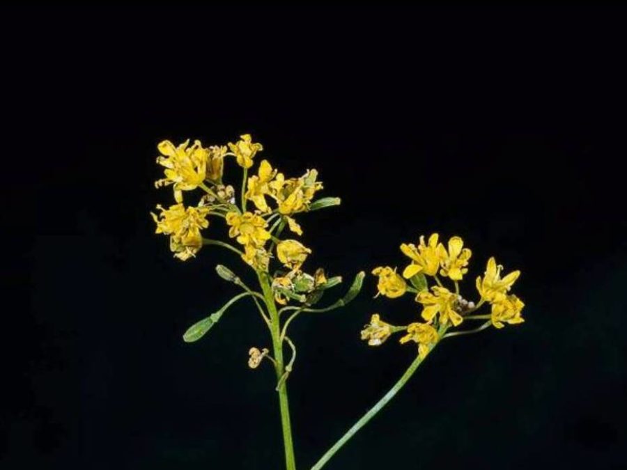 Isatis tinctoria Profile – California Invasive Plant Council