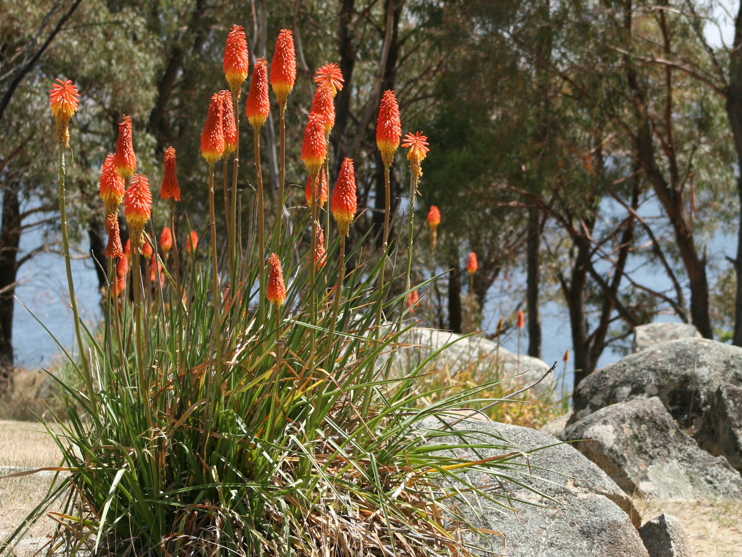 Kniphofia uvaria by Toby Hudson