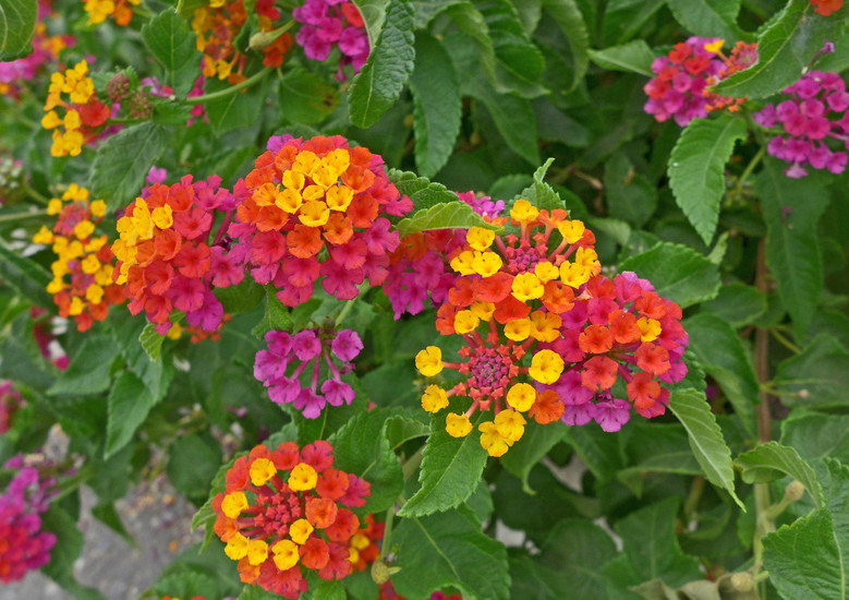 Lantana camara_Neal Kramer