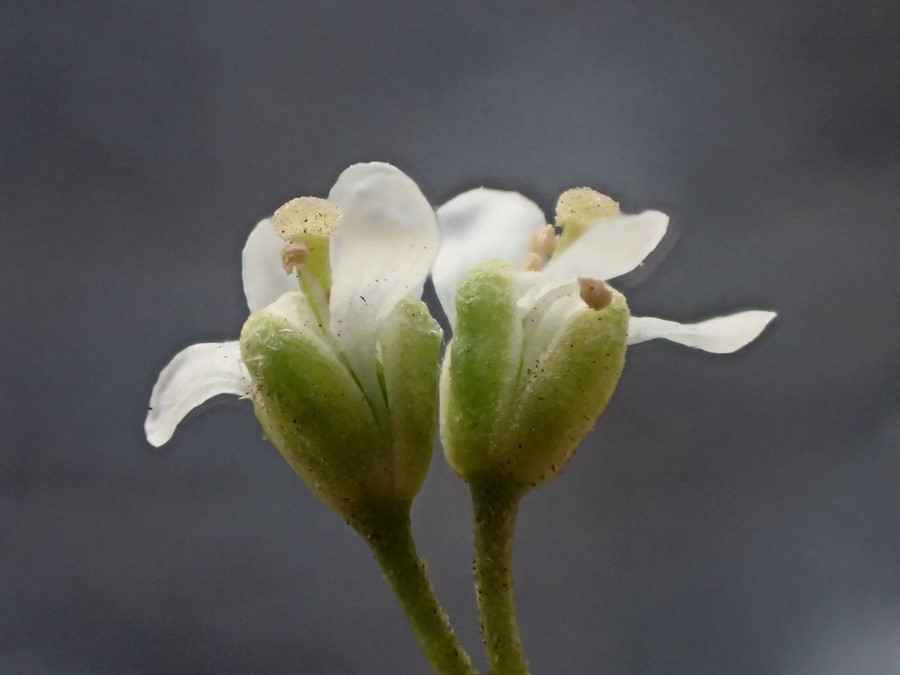 Lepidium draba_flowers_Ron Vanderhoff