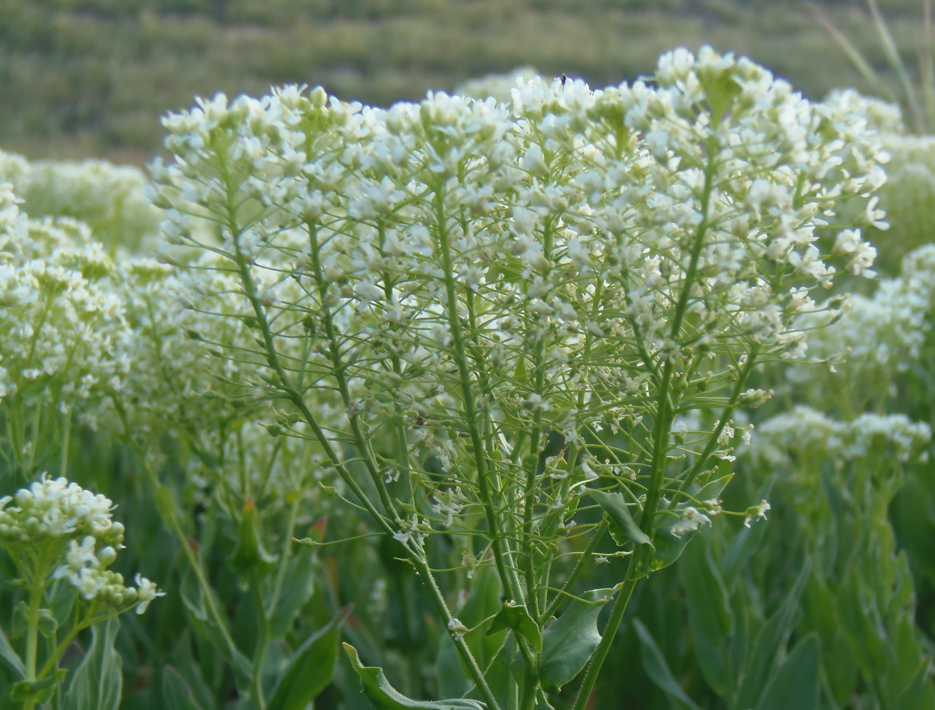 Hoary Cress