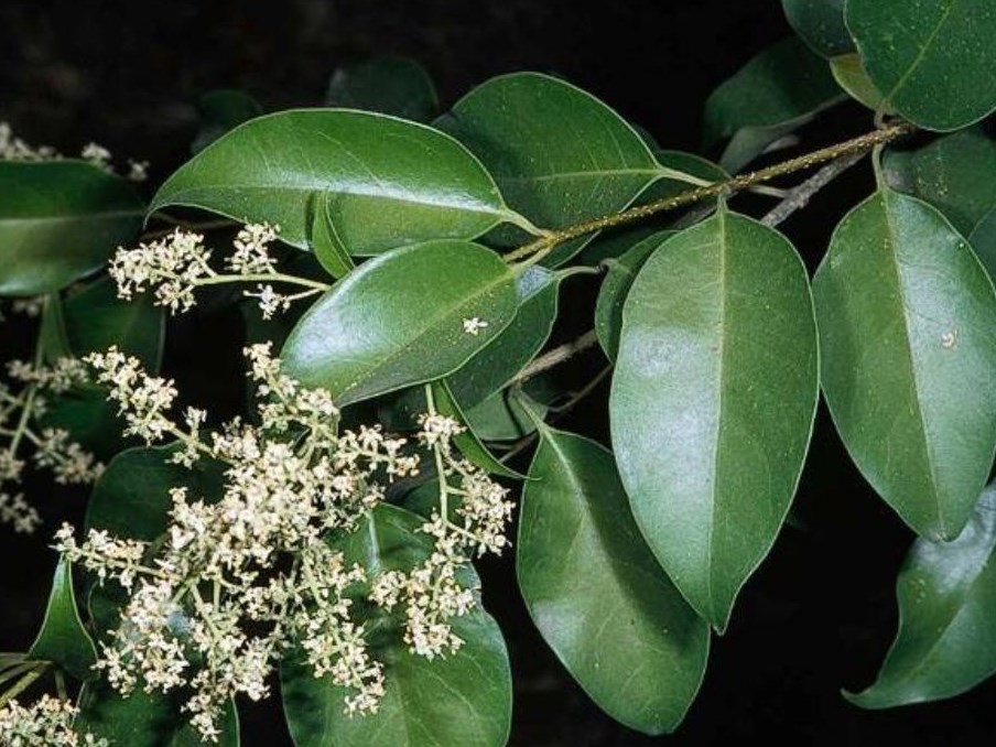 Ligustrum lucidum_C115-02