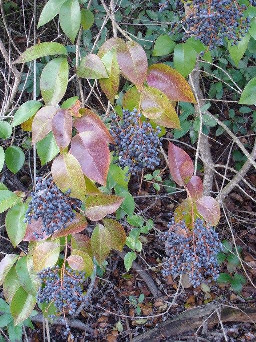 Ligustrum lucidum_fruits and leaves_RonVanderhoff
