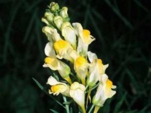 Linaria vulgaris_yellow toadflax_ JM Di Tomaso