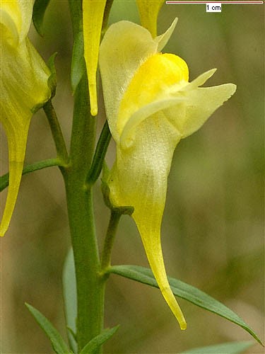 Linaria vulgaris_yellow toadflax_Bob Case_cropped