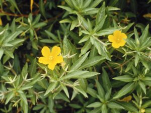 Ludwigia hexapetala_water primrose_Glenn Miller_cropped