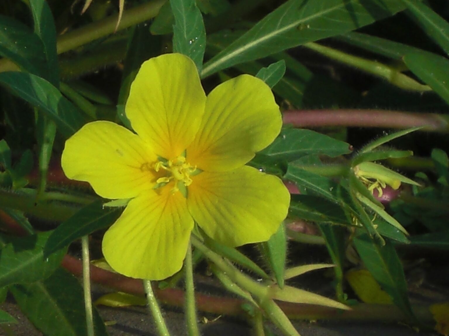 Ludwigia repens 'Rubin' main image 0