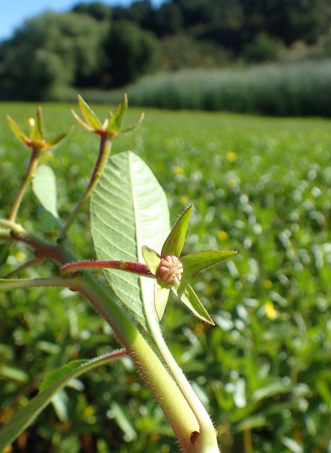Ludwigia peploides_leaf, stem, bracts and sepals_copyright2019_NealKramer