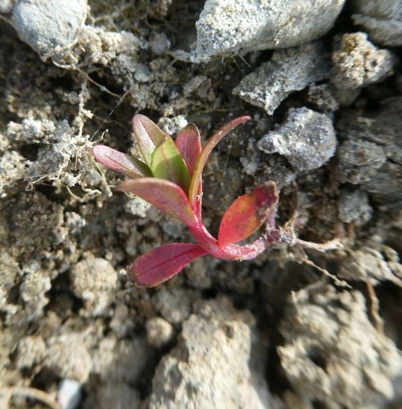 Lythrum hyssopifolia_seedling_ZoyaAkulova