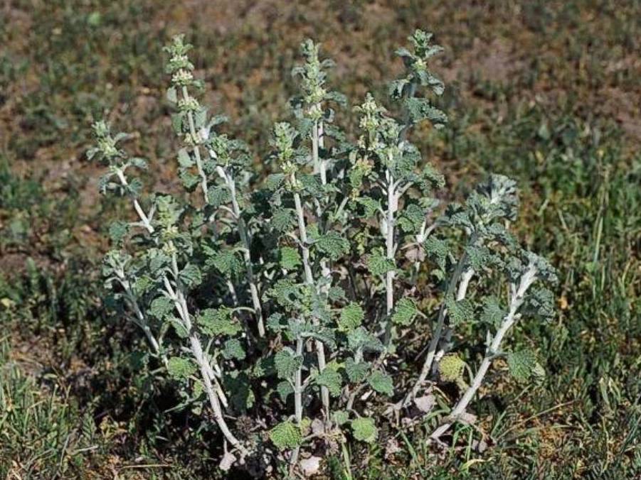 Marrubium vulgare_white horehound_ JM Di Tomaso