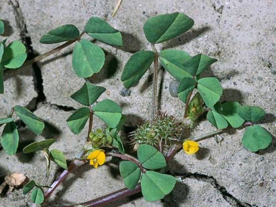 Medicago polymorpha_California burclover_JM DiTomaso