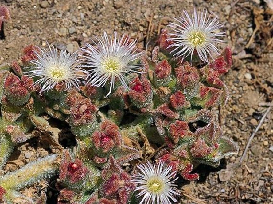 Mesembryanthemum crystallinum_crystalline iceplant_JM DiTomaso